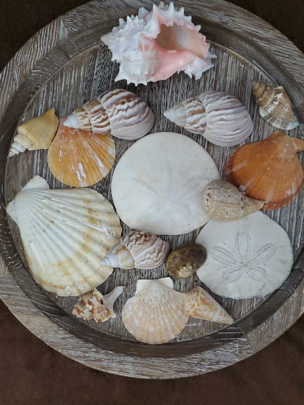 Natural Seashells Pink Murex Seashell Beach Coastal Decor Crafts Nautical